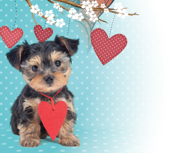 Studio Pets, Lovely Romeo Studio Pets, Lovely Romeo