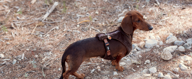 accesorios para perros